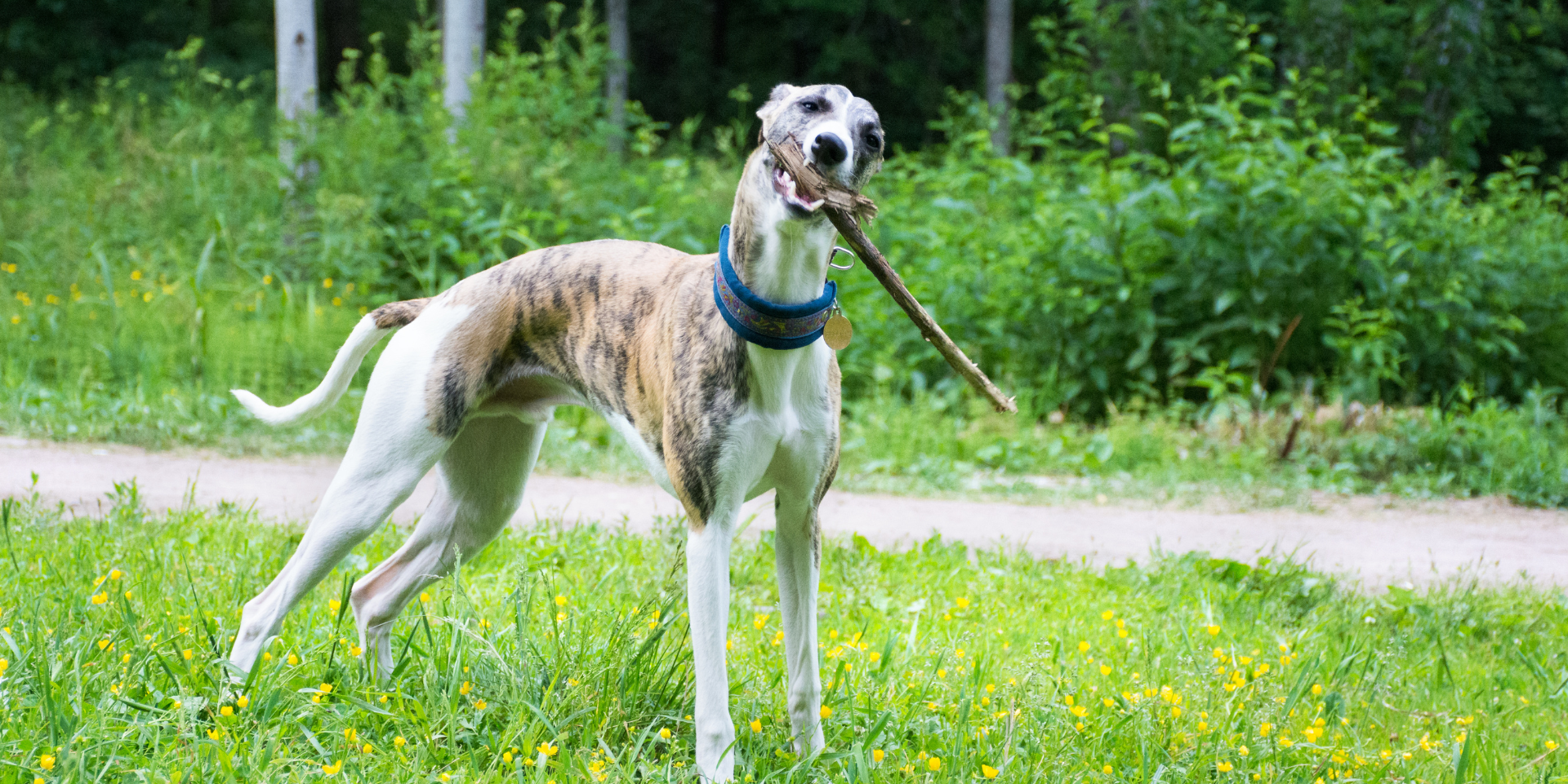 A dog with a brindle and white coat holding a stick in its mouth, standing on green grass with yellow flowers, near a dirt path and dense green bushes and trees in the background.