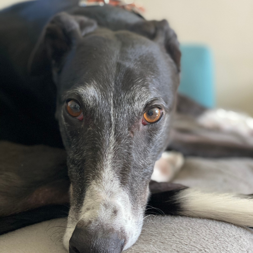 Close-up of a black and white dog lying down on a surface, looking directly at the camera with a calm expression.