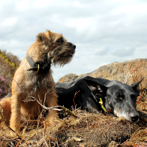 Two dogs resting outdoors on a rocky, grassy landscape under a cloudy sky.