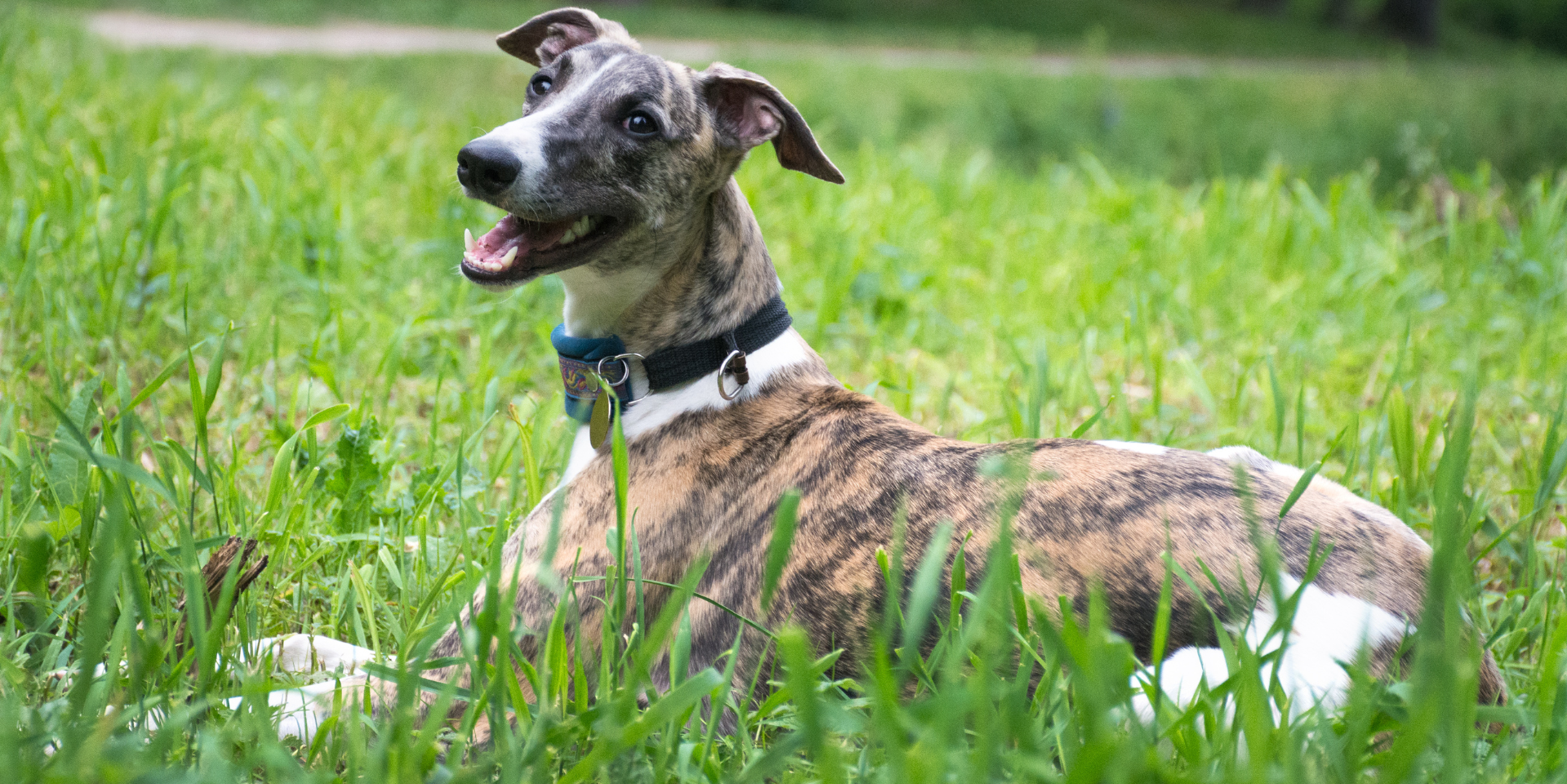 A happy brindle and white dog lying in a grassy field with a black collar and a blue collar.