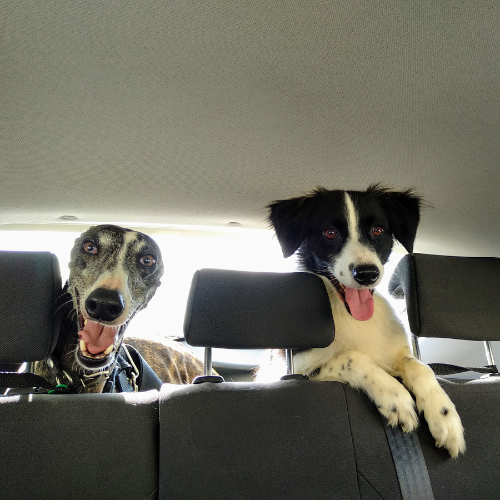 Two dogs sitting in the backseat of a car, looking out from between the headrests.