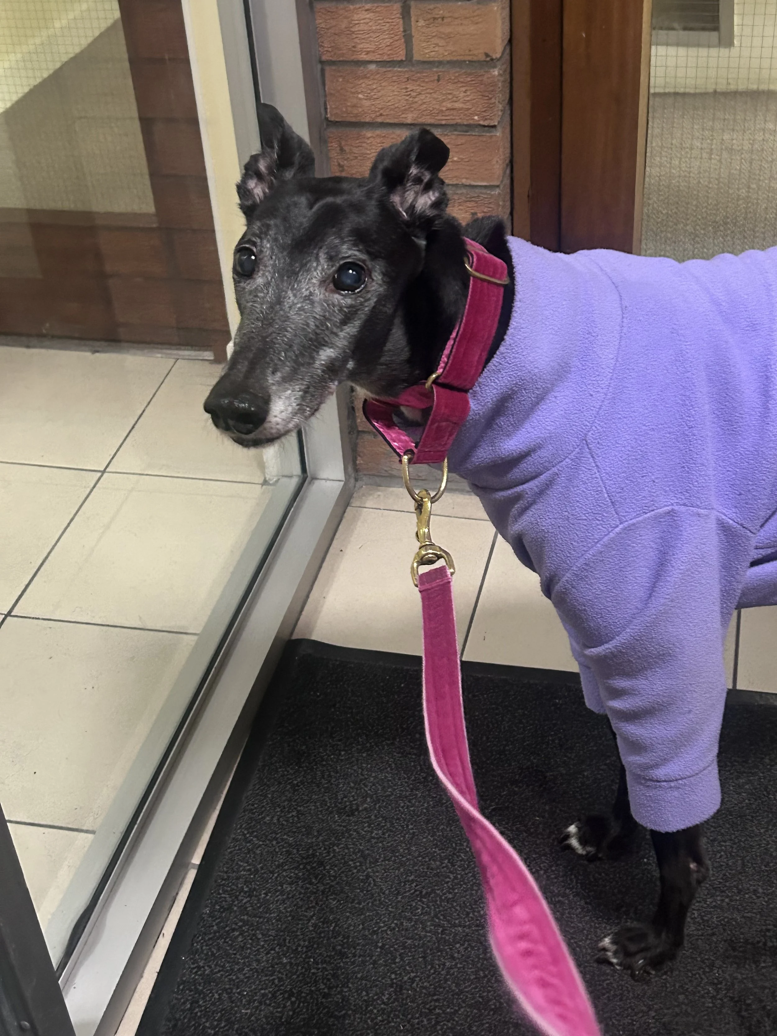 A black dog with white speckles on its face, wearing a purple fleece jacket and a red collar, standing on a black mat near a glass door, looking outside.