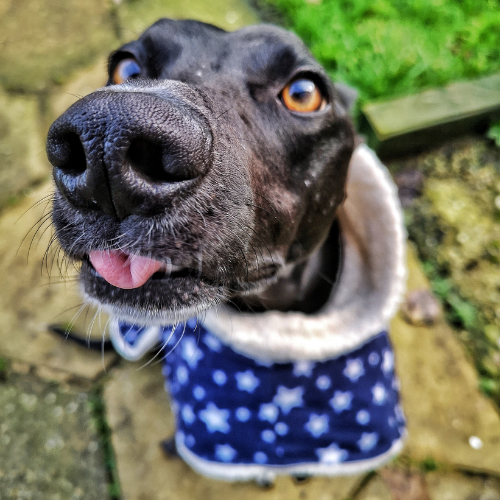 Close-up of a black dog with bright eyes and a small tongue sticking out, wearing a blue star-patterned coat outdoors.