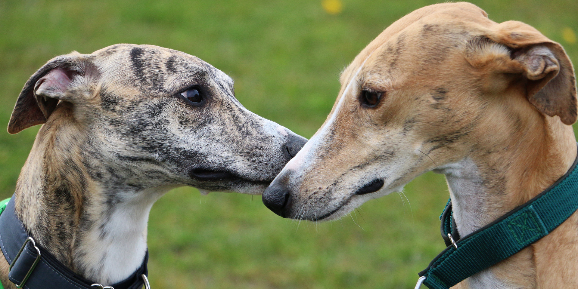 Two dogs nose to nose, standing outdoors on grass, wearing collars.