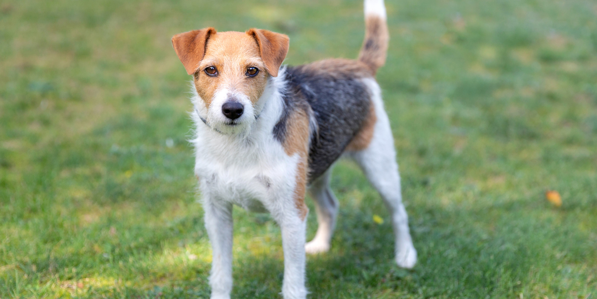 A small mixed-breed dog with a white, brown, and black coat standing on green grass, looking directly at the camera.