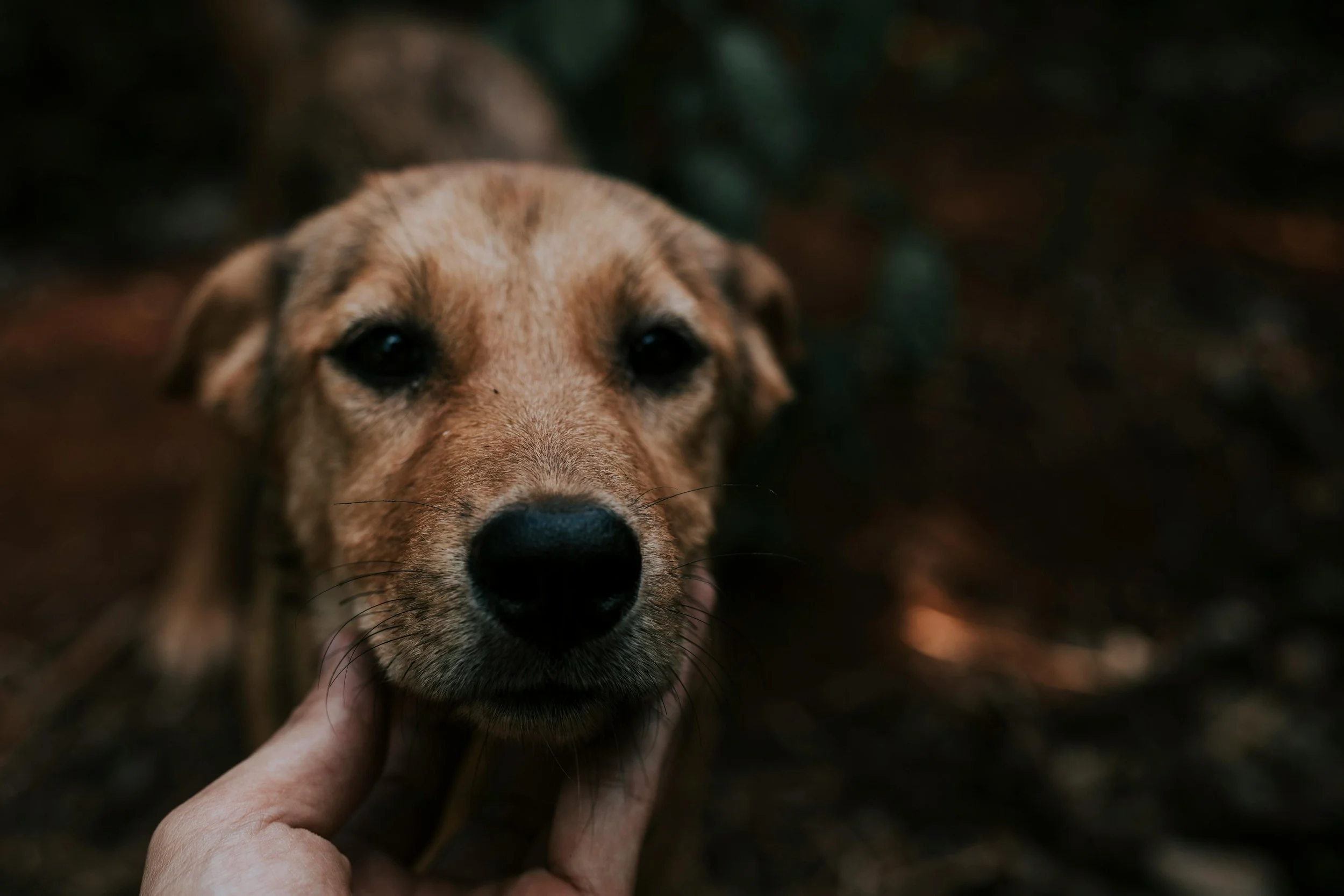 What the 2024 Dog Control Report Really Says