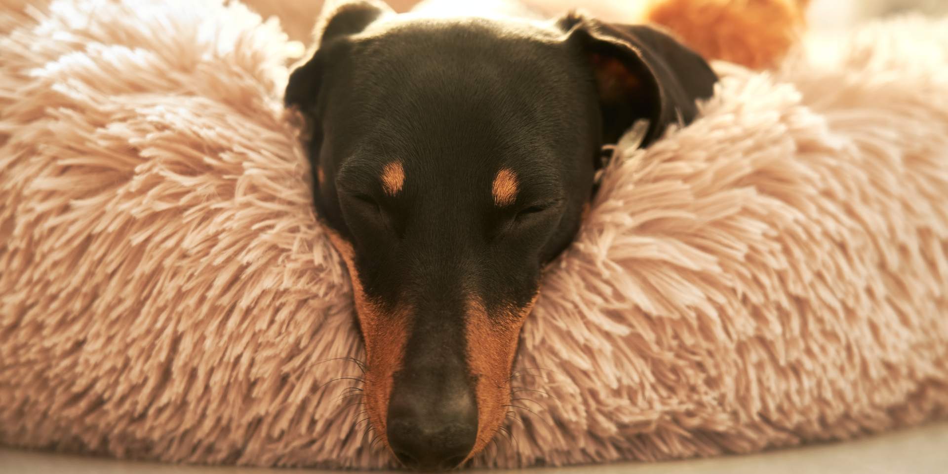 A black and tan dog sleeping on a fluffy pink blanket with its eyes closed.