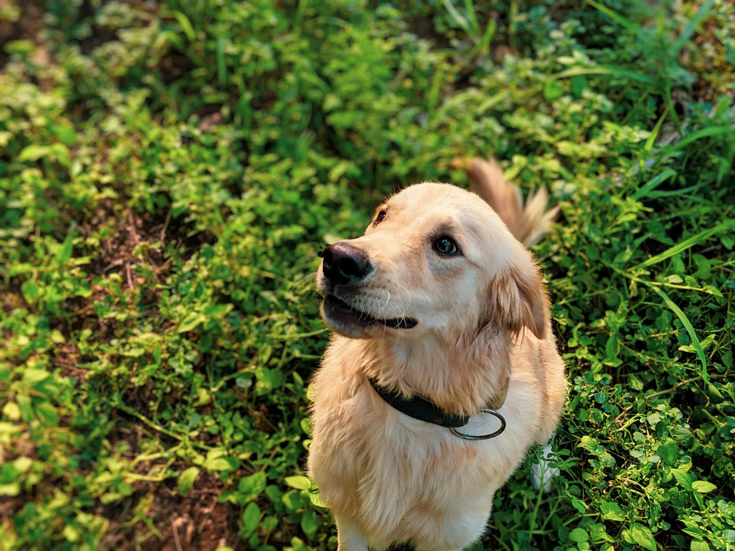 Golden retriever puppy sitting on green grass and plants, looking up with alert expression.