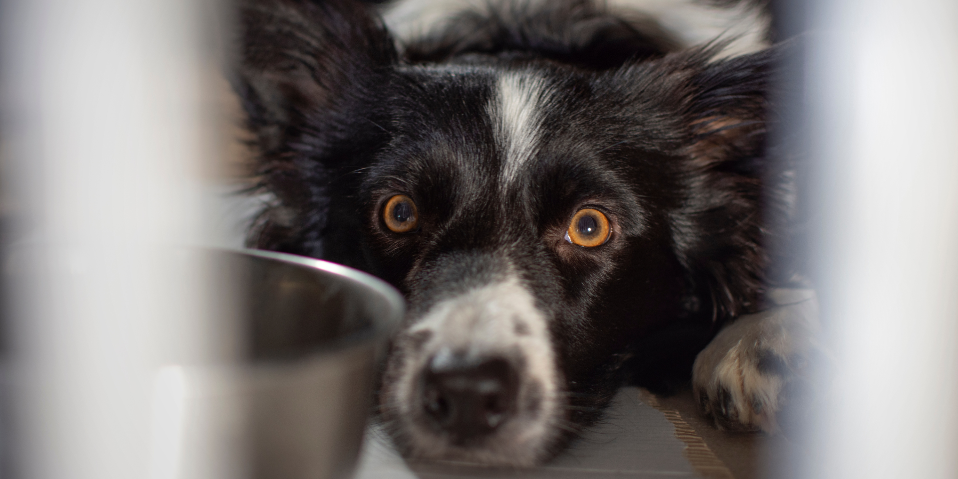 A black and white Border Collie lying on the floor, looking at a metal food bowl nearby.