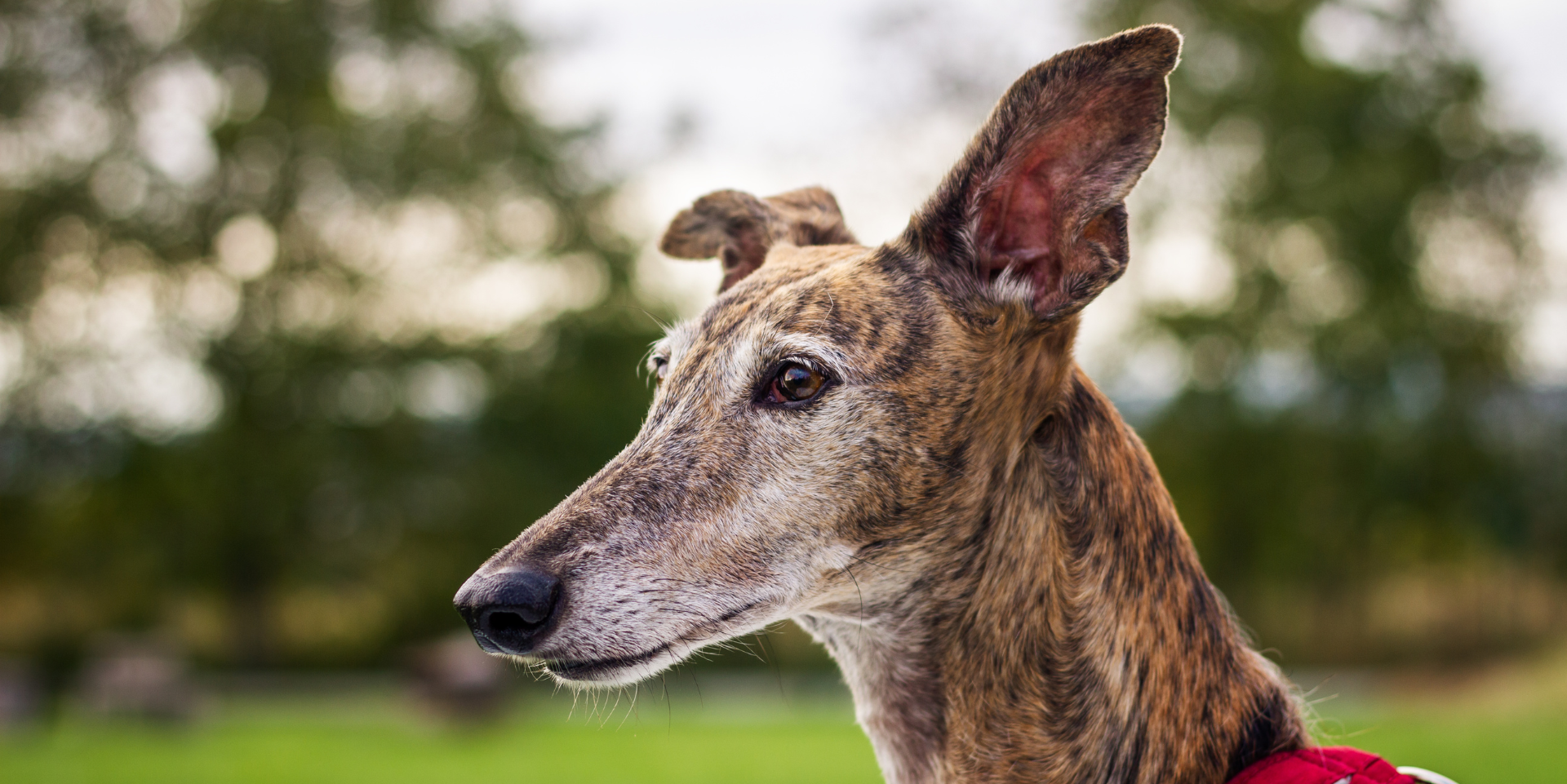 Close-up of a brindle-colored dog with large ears outdoors, with a blurred green trees and grass background.