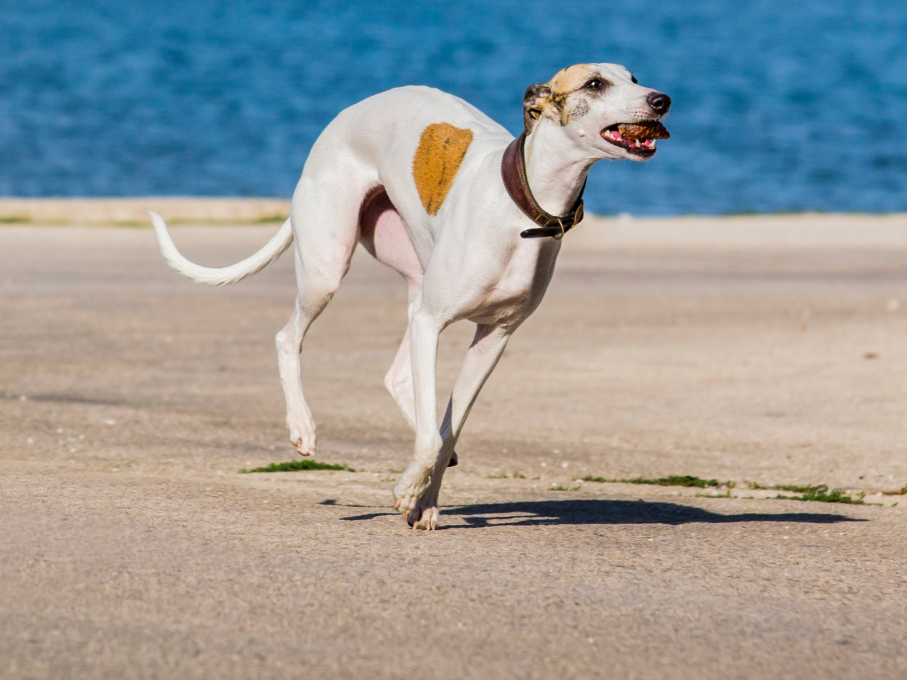 A white and brown dog running on a paved surface near a body of water.