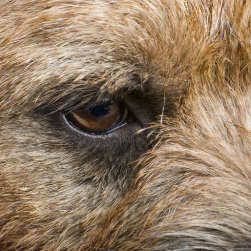 Close-up of a dog's eye surrounded by fur.