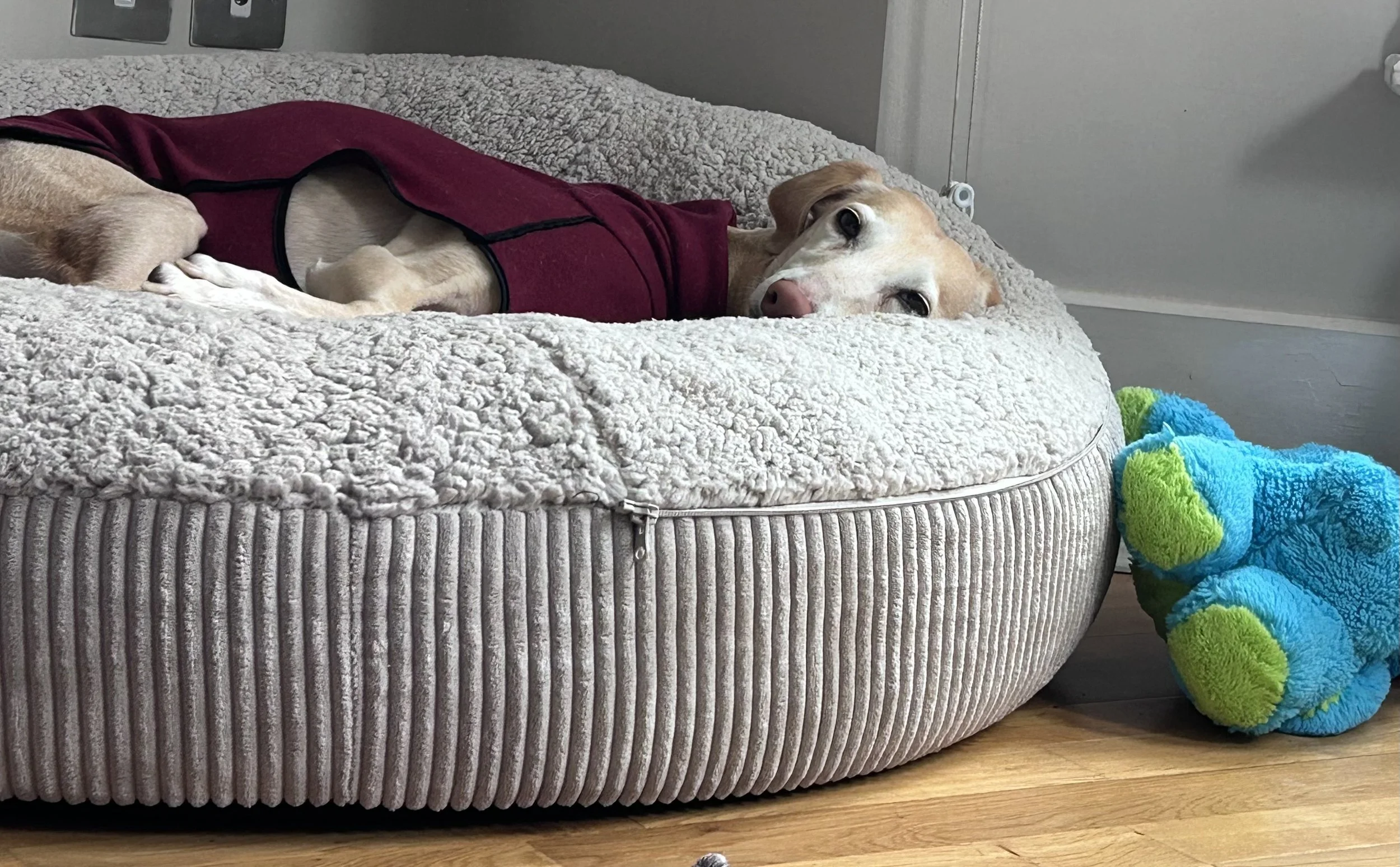 A dog lying on a textured gray pet bed, wearing a red fleece coat, with a blue and green plush toy next to it on a wooden floor.