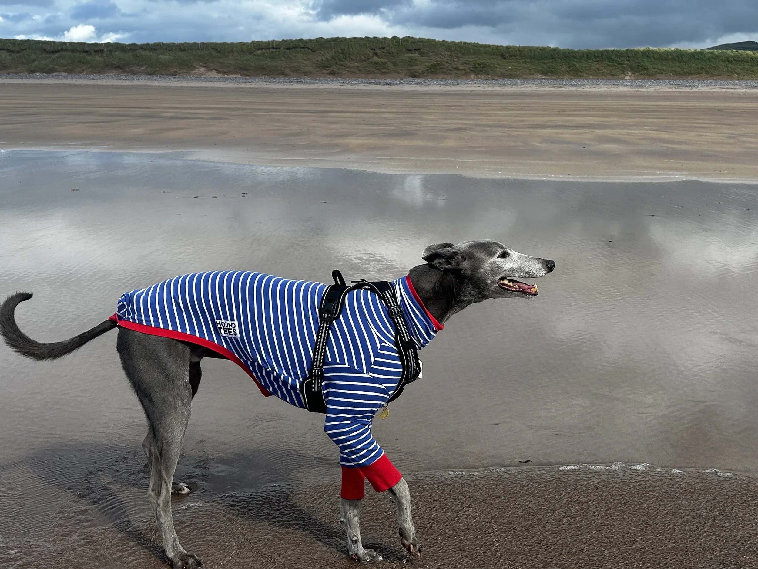 A dog wearing a striped blue and white hoodie with red cuffs, standing on a wet beach near the shoreline, with the ocean and cloudy sky in the background.