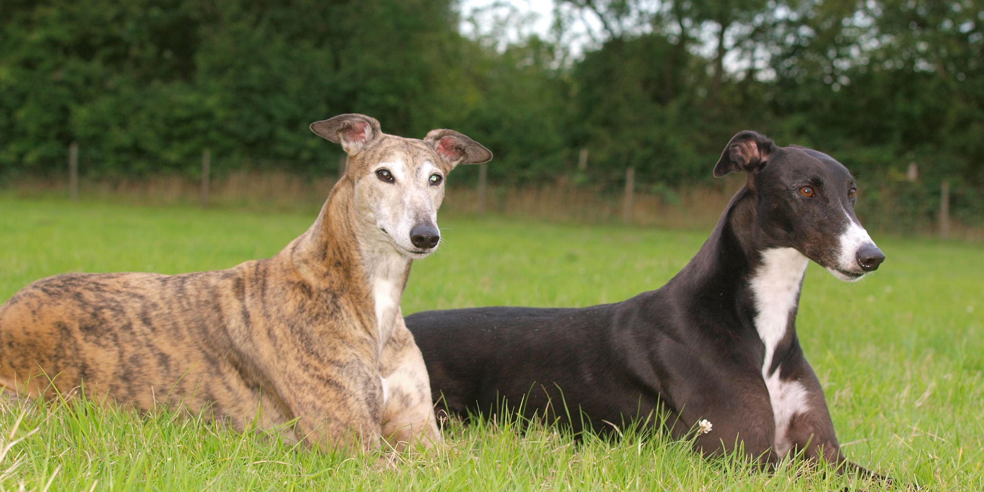 Two dogs lying on grass in a field with trees in the background.