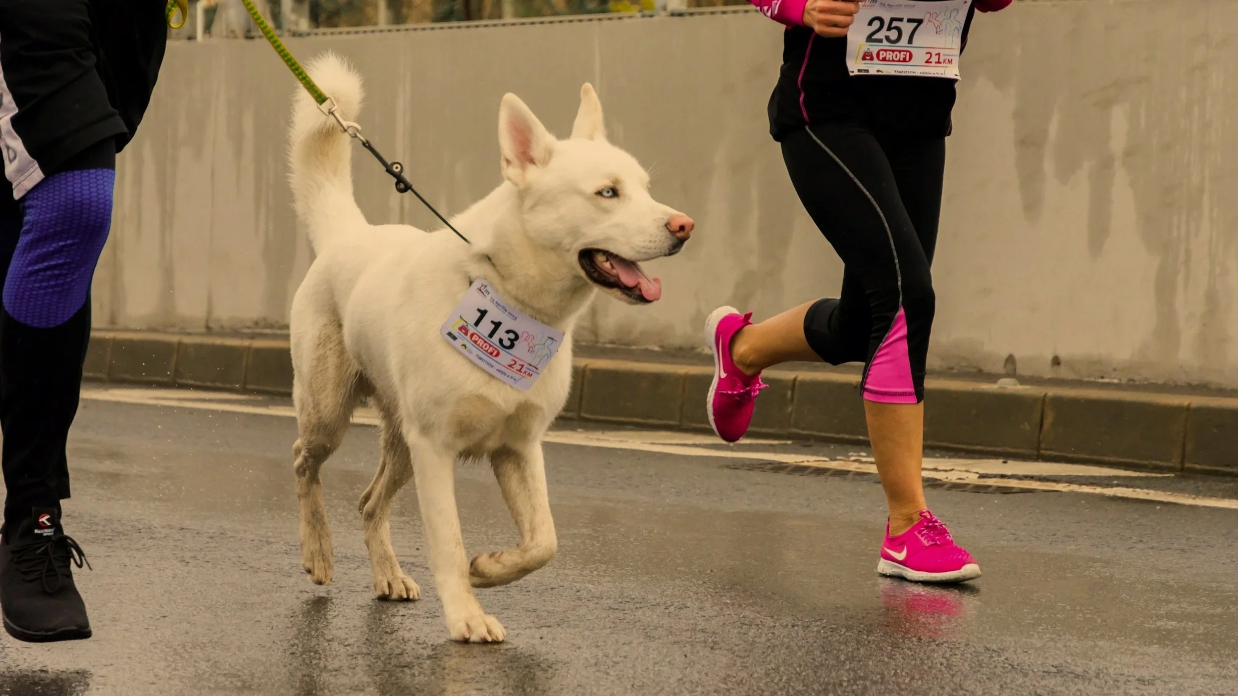 A Siberian Husky dog participating in a marathon with two runners. The dog has a white coat and blue eyes, and wears a race bib number 113. The runners wear athletic clothing and pink running shoes, and race bibs indicating a 21 km race.