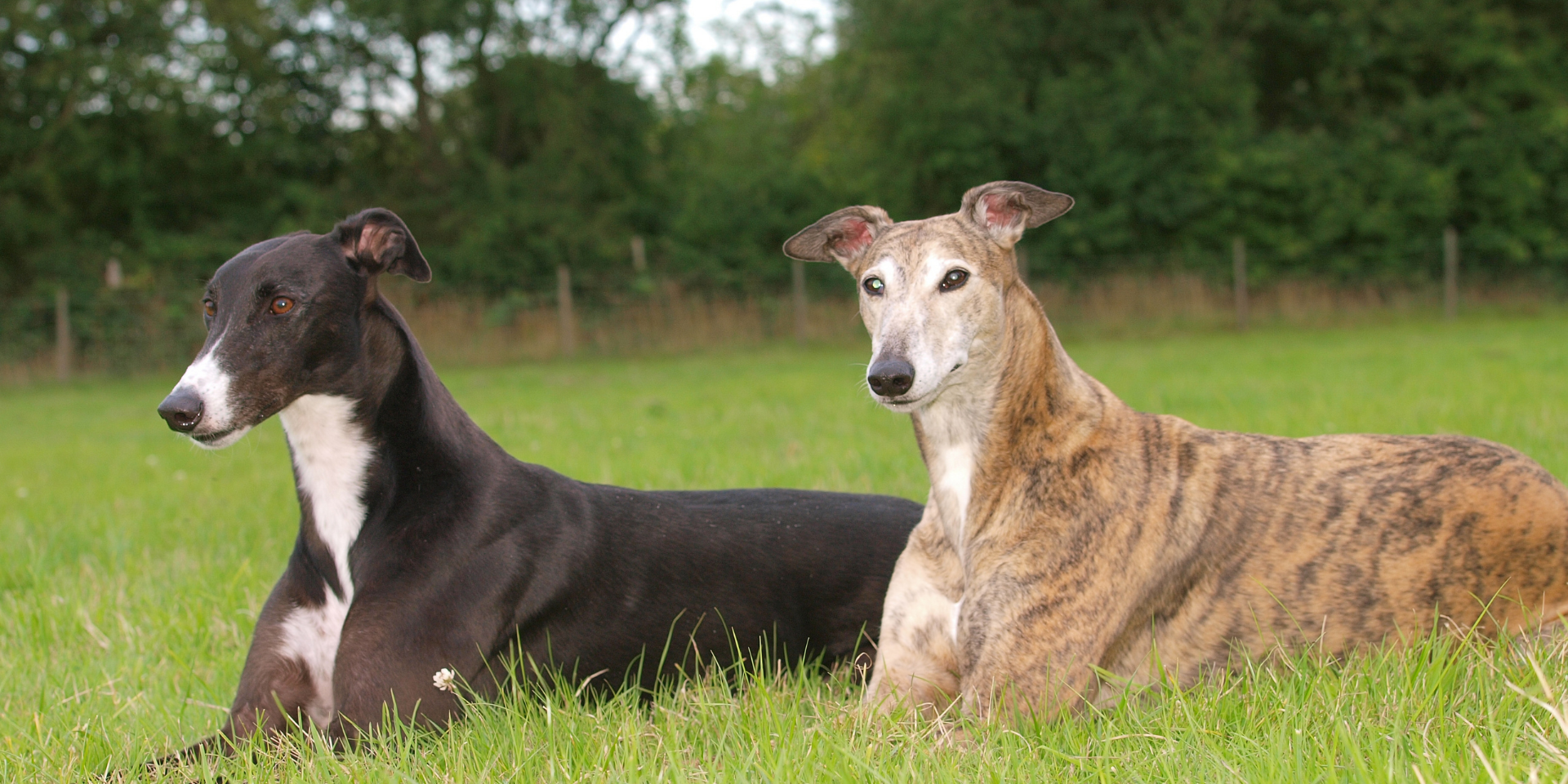 Two greyhound dogs lying on grass in a field with a fence and trees in the background.