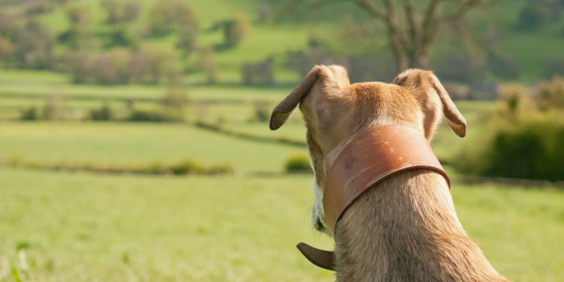 A dog with a brown collar sitting in a grassy field, looking away towards a blurred green landscape with trees.