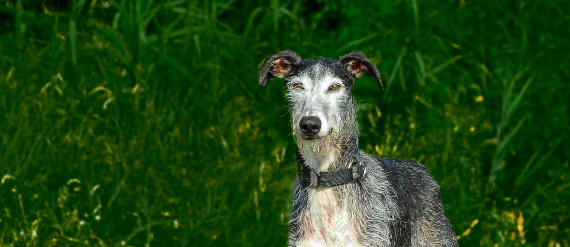 Wet grey and white dog with a black collar sitting in green grass.