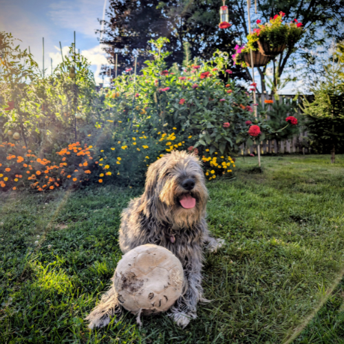 A fluffy dog sitting on grass in a garden with a large ball, surrounded by colorful flowers and plants, under a sunny sky.