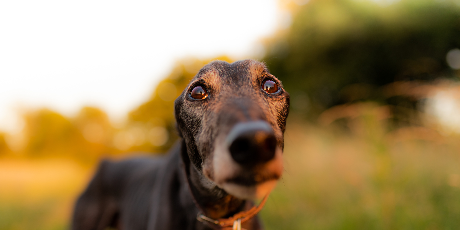 Close-up of a dog with a black and brown coat, looking directly at the camera, with a blurred background of trees and warm outdoor lighting.