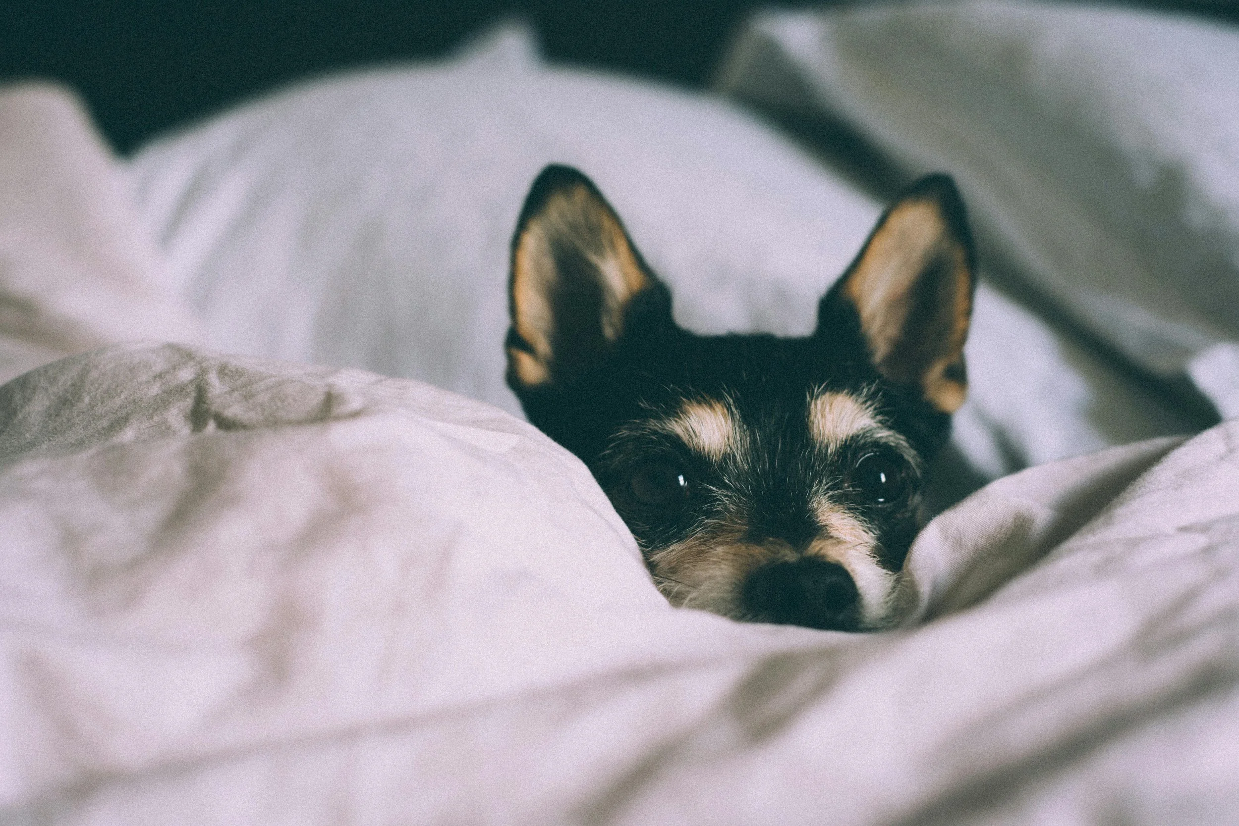 A small dog, possibly a Chihuahua, lying in bed with its head resting on a white pillow and partially covered by a white blanket. The dog has large ears and dark eyes, looking directly at the camera.
