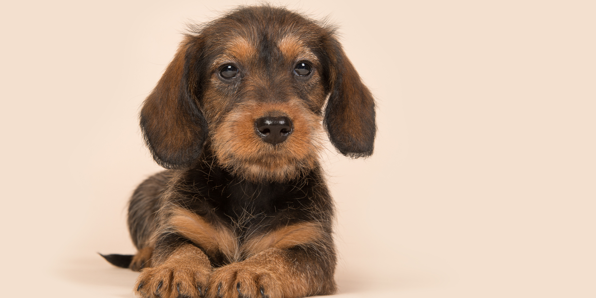 A cute black and tan wire-haired dachshund puppy lying on a beige background.