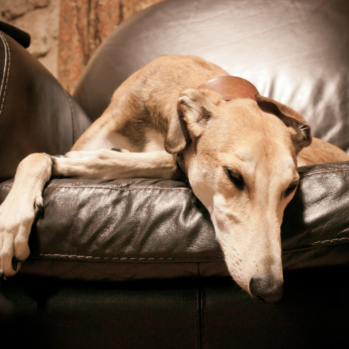 Dog lying on a leather couch with its head resting on the armrest