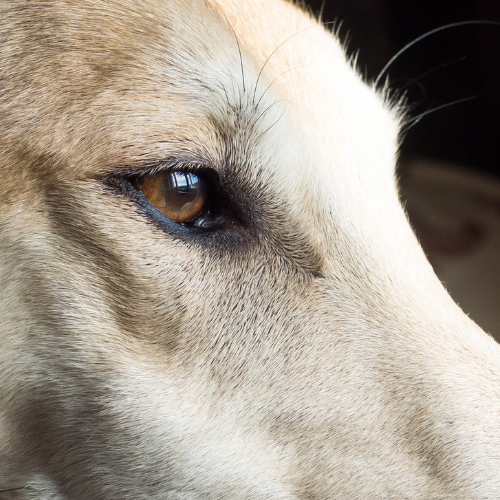 Close-up of a dog's face focusing on its eye and surrounding fur.