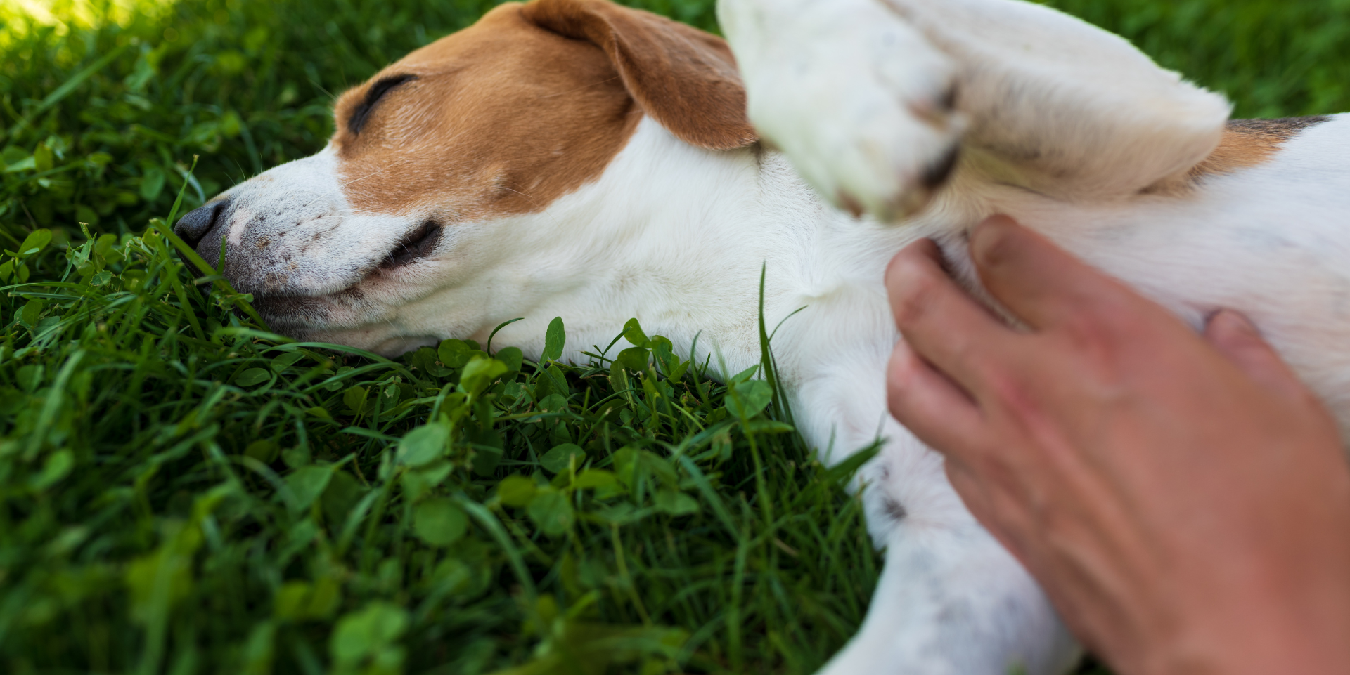 Dog Ownership and the Law in Ireland: A Plain English Guide