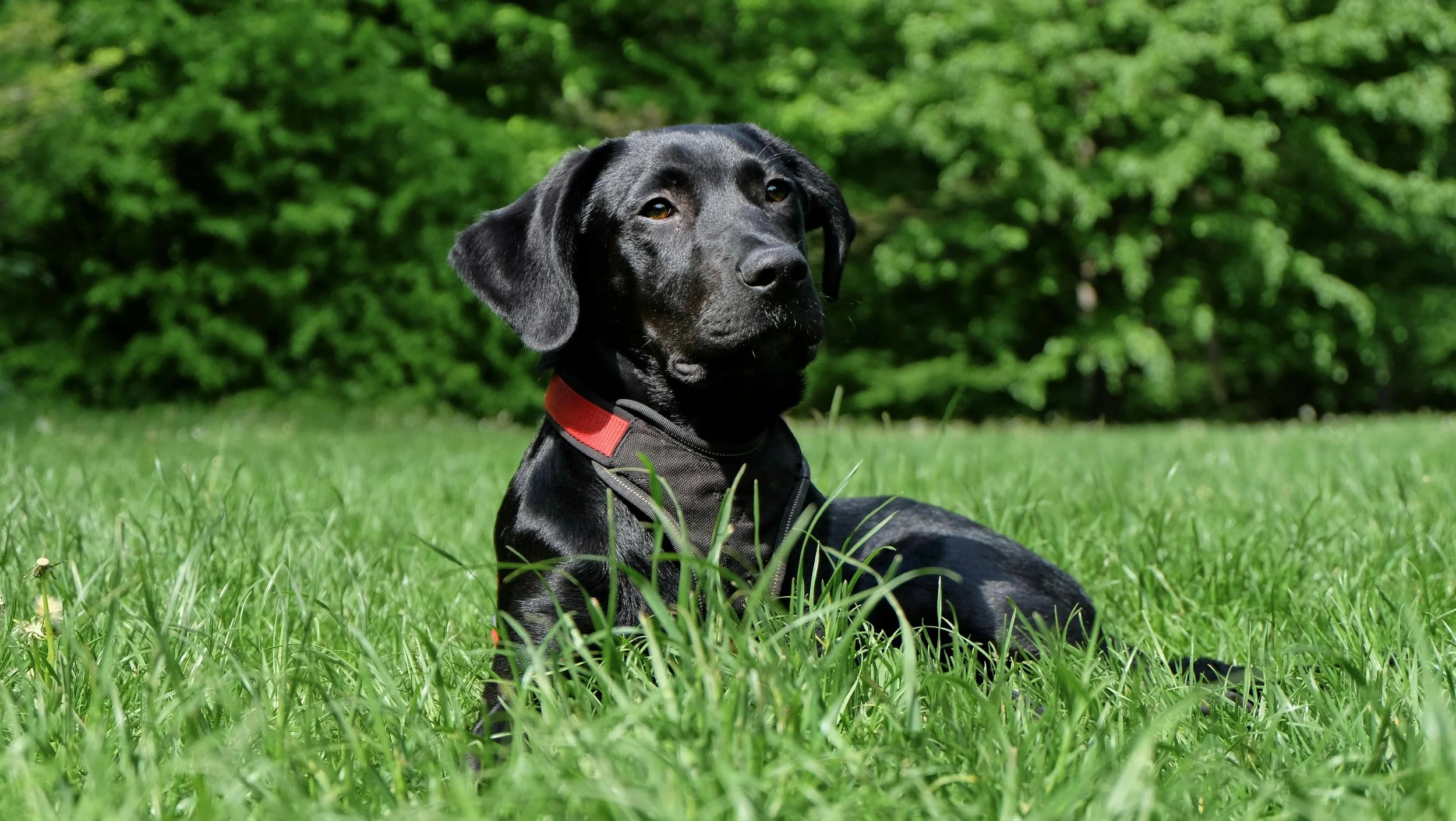 Black Labrador Retriever puppy lying on green grass with a red collar, outdoors with trees in the background.