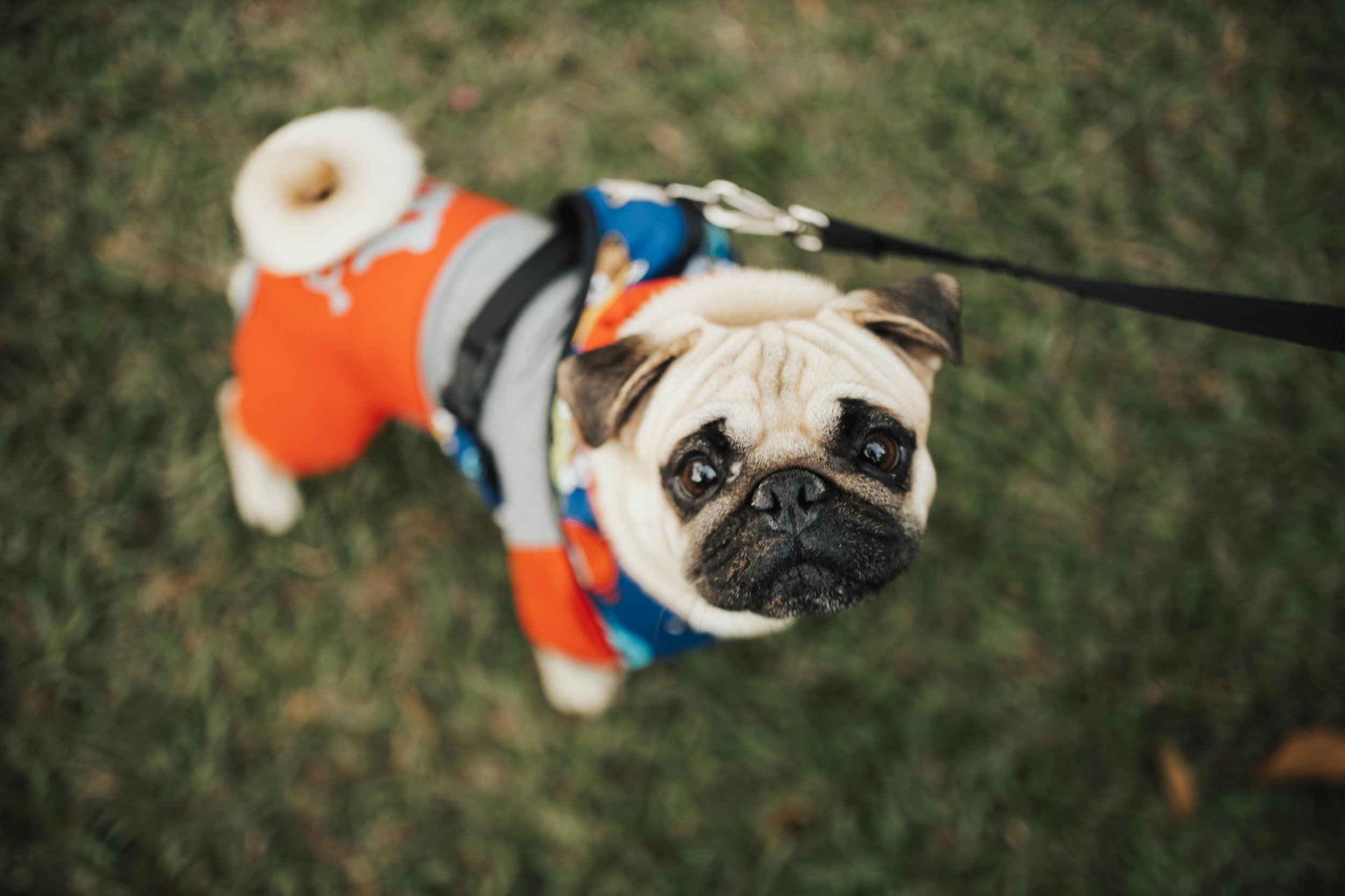 A young pug dog looking up, wearing a colorful jacket and harness, standing on grass, with a leash attached.