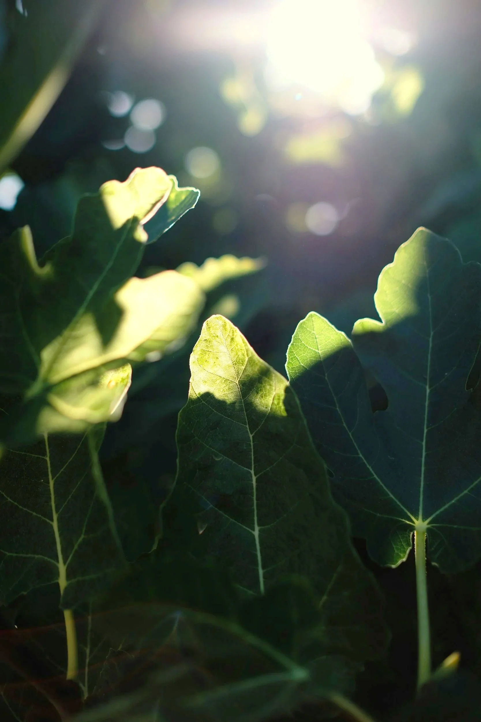 light shining though to growing plants with hope of thriving