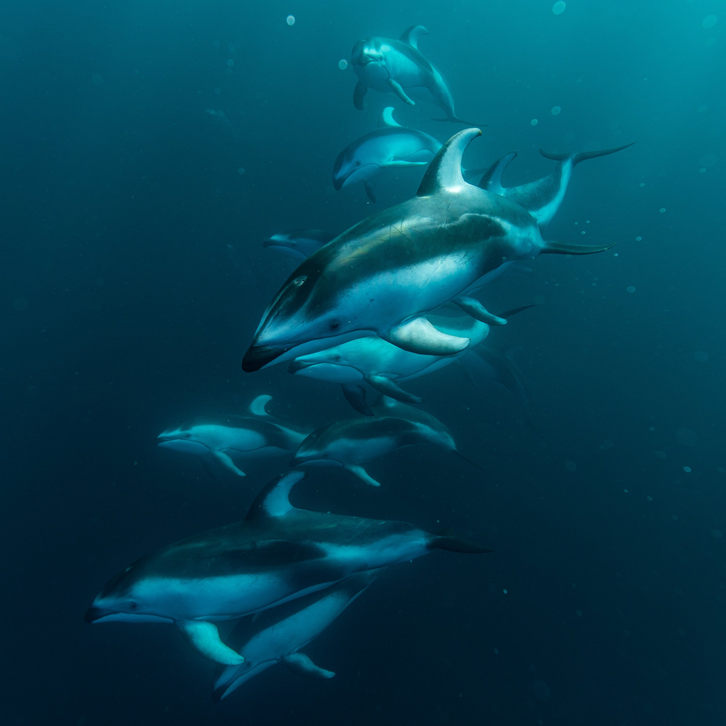 Pacific White-sided Dolphins underwater in Monterey bay