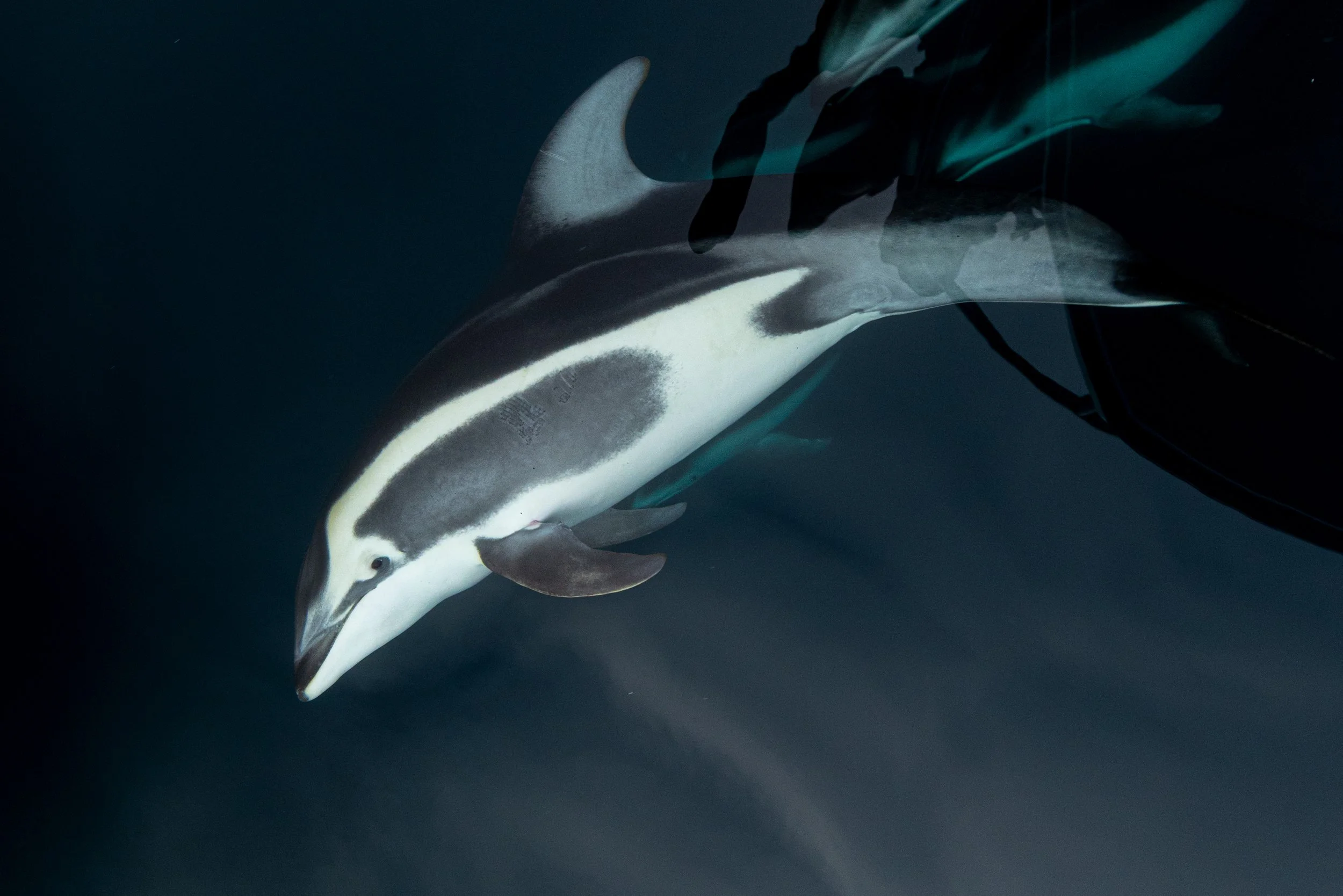 Brownell's Color Morph Pacific White-sided dolphin bow riding
