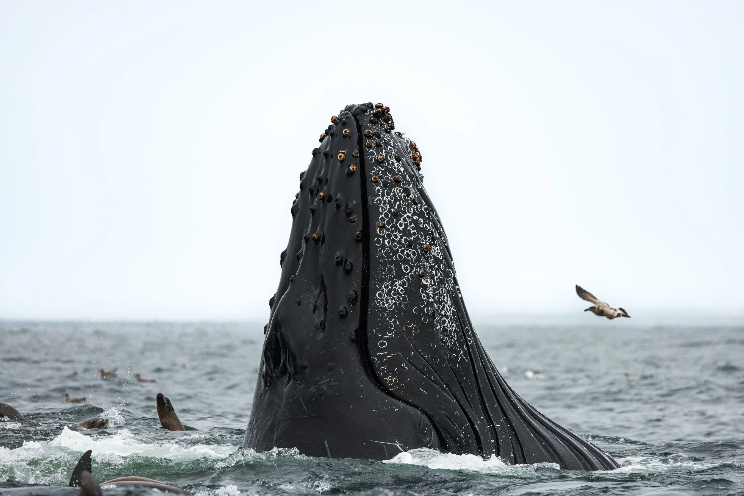Humpback Whale Lunge feeding taken on a private charter with enocean tours