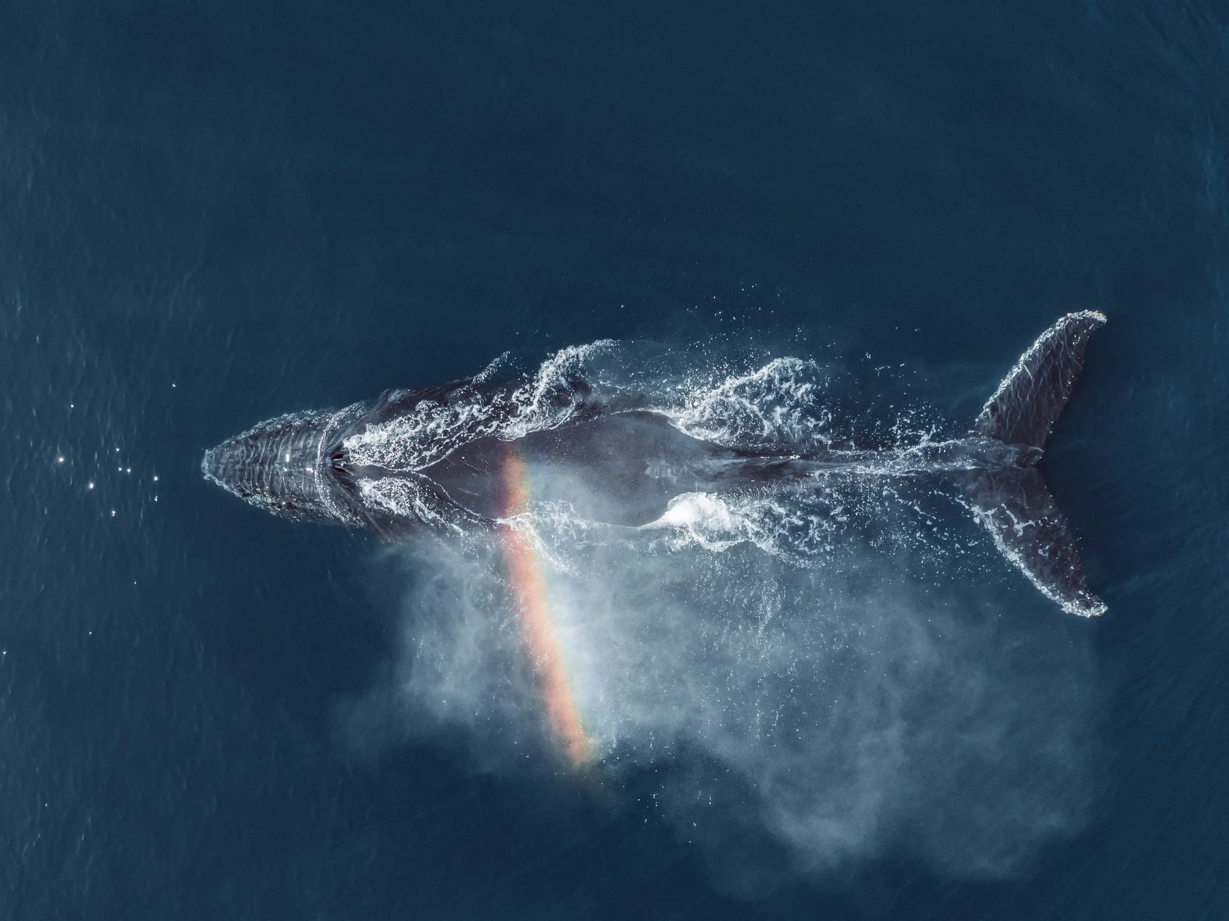 Humpback whale with Rainbow Spout from a drone aboard enocean tours