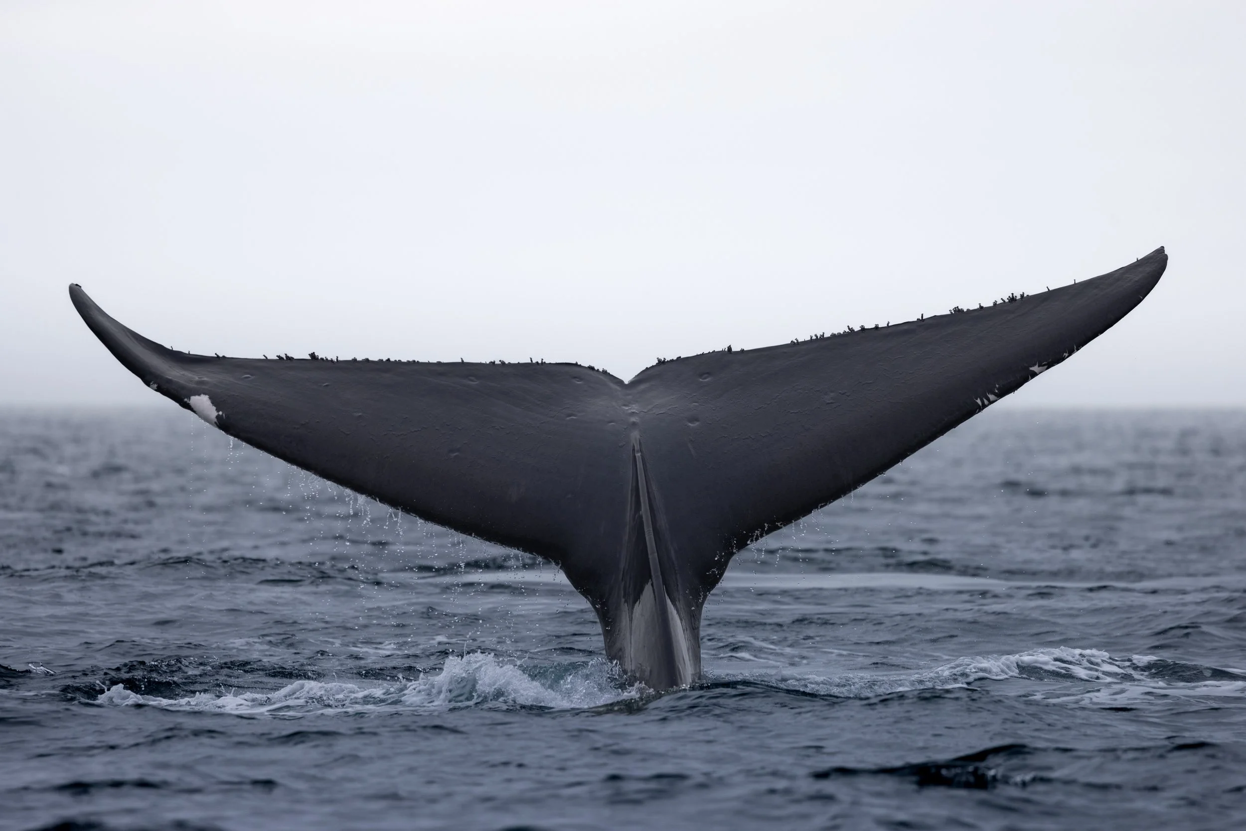 Blue Whale tail going on a dive 10 miles from Moss Landing
