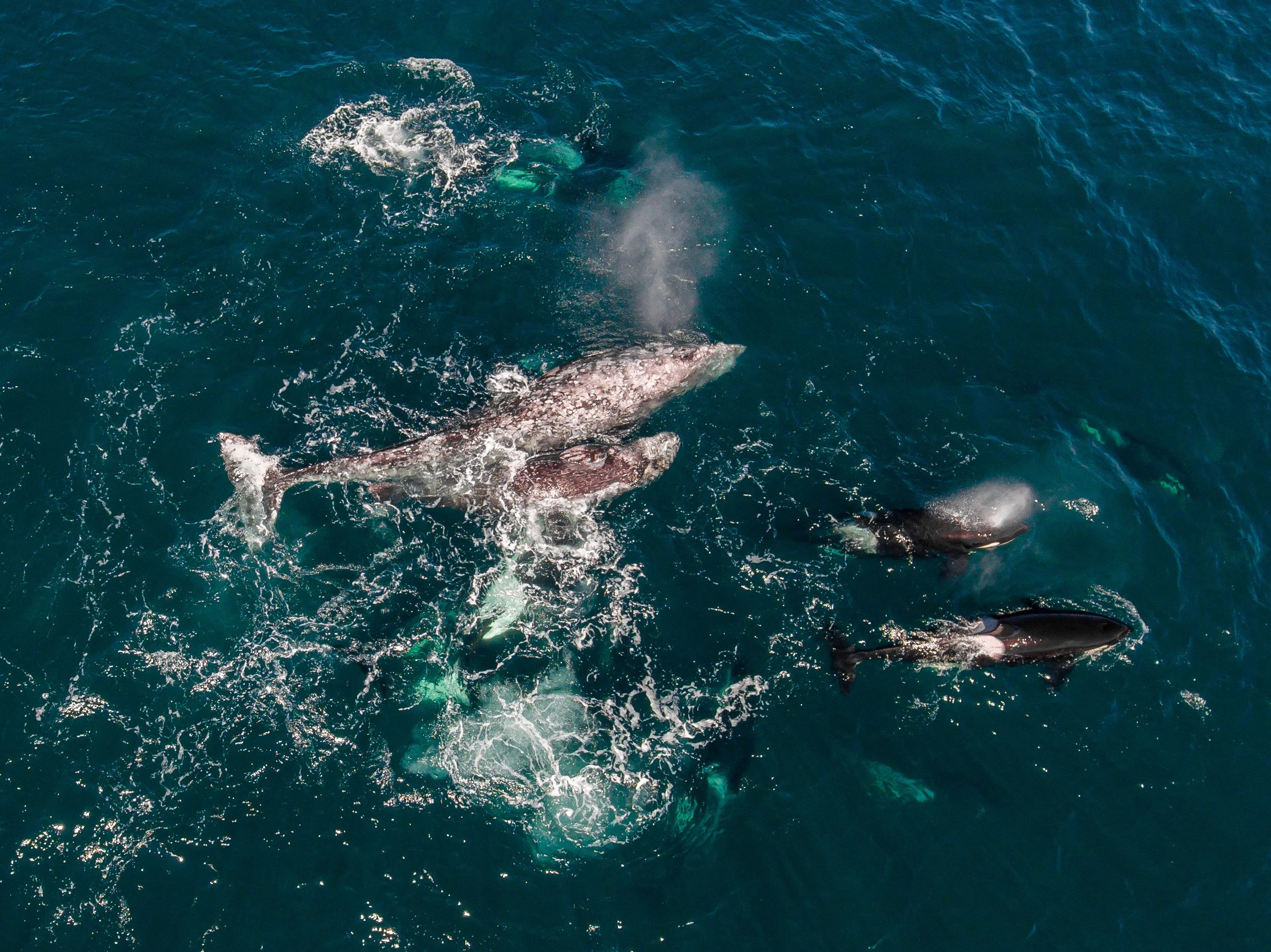 Orcas Hunting mother and calf Gray whale off the canyons edge