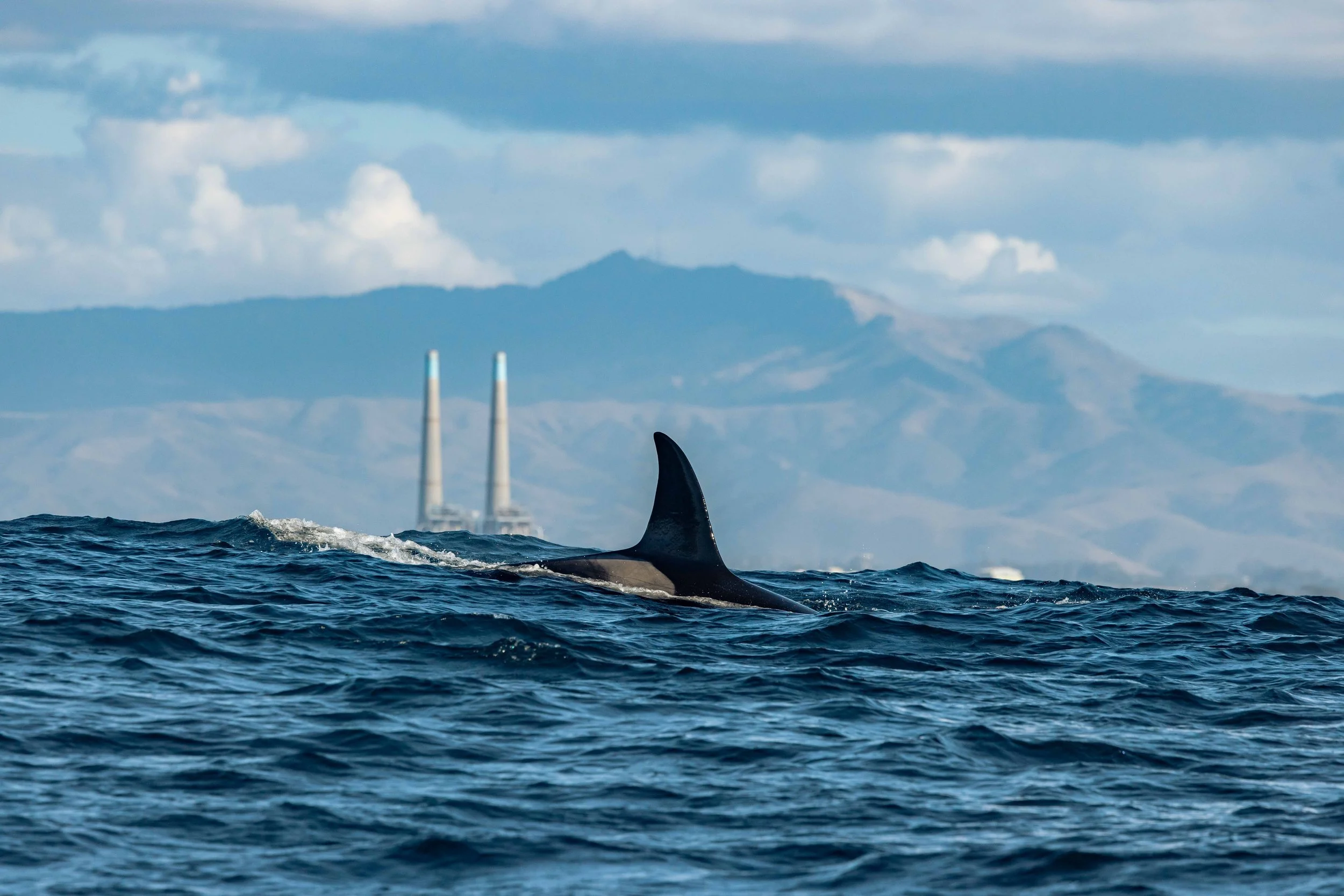 Orca Dorsal fin with Moss landing in the background