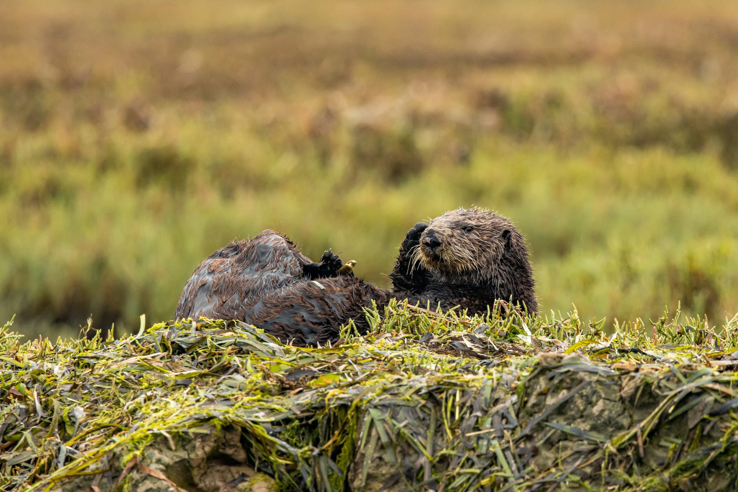 Sea Otter Resting in the Elkhorn Slough