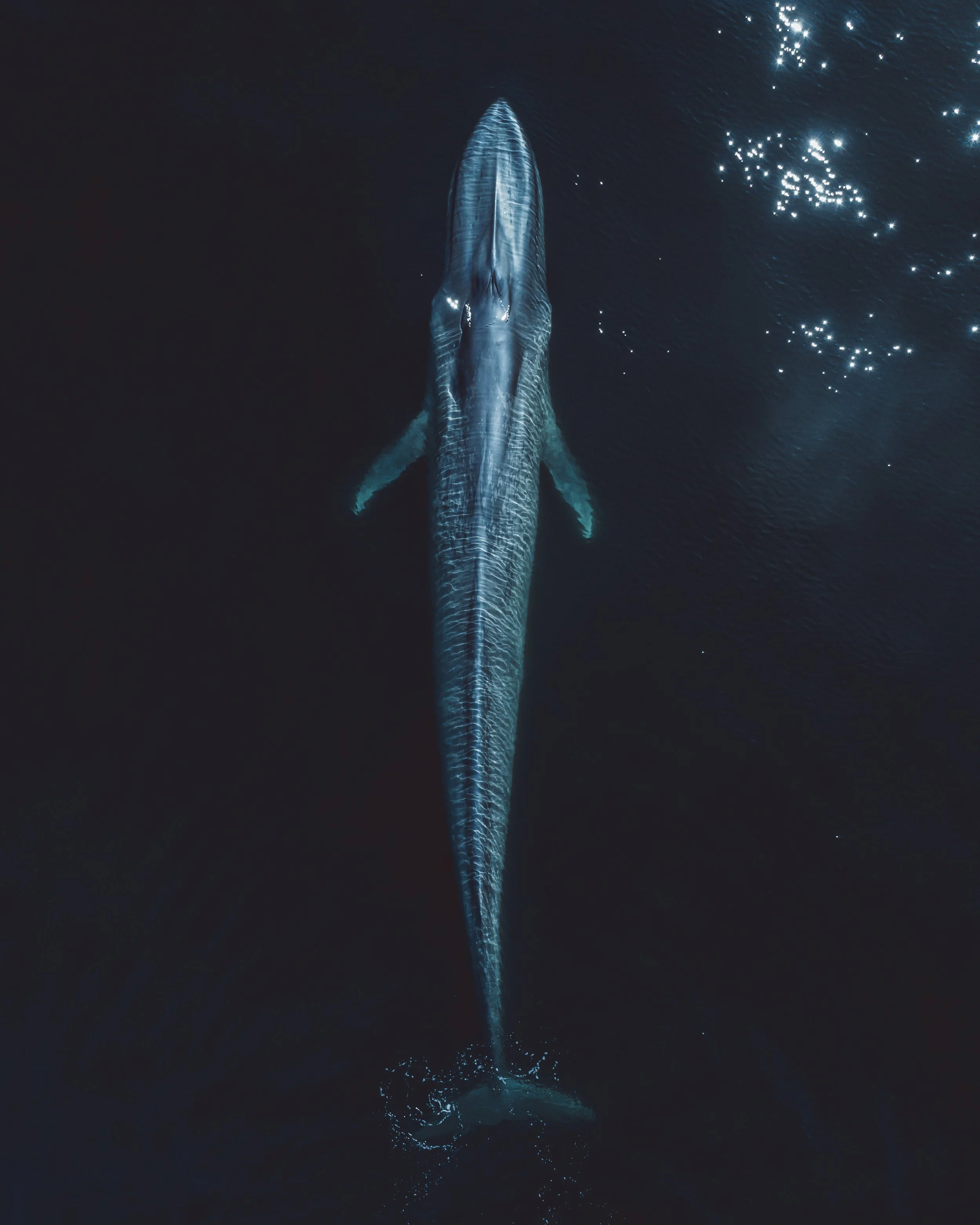 A large whale surfacing in dark ocean water at night, with reflections and light ripples.