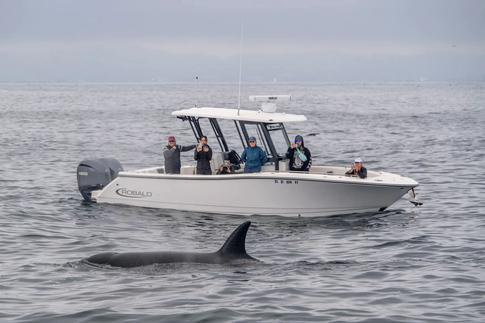 A group of four people on a white boat with a Yamaha outboard motor, taking photos and videos of a large whale fin in the water near the boat during cloudy weather.