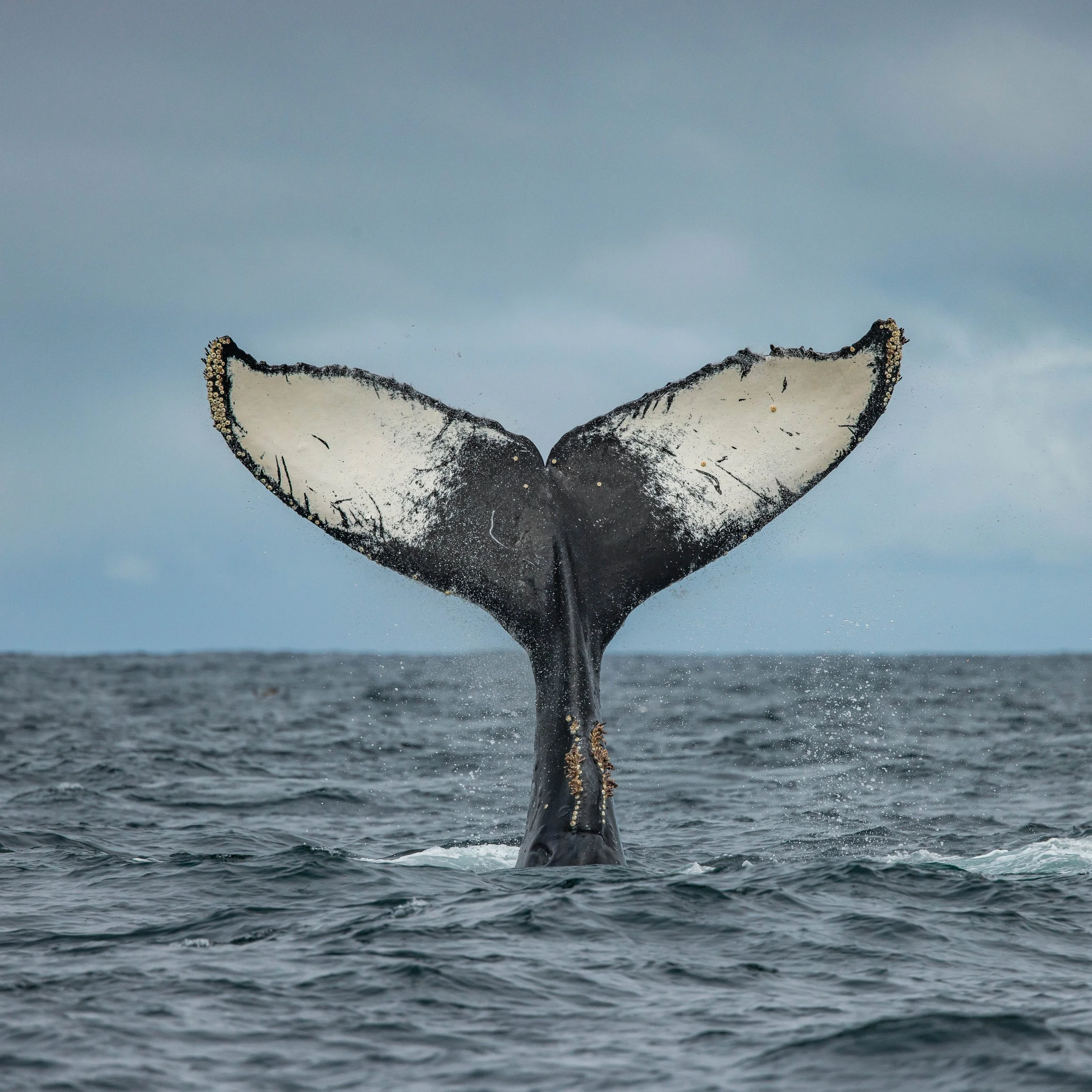 Humpbacks fluke read like a thumbprint