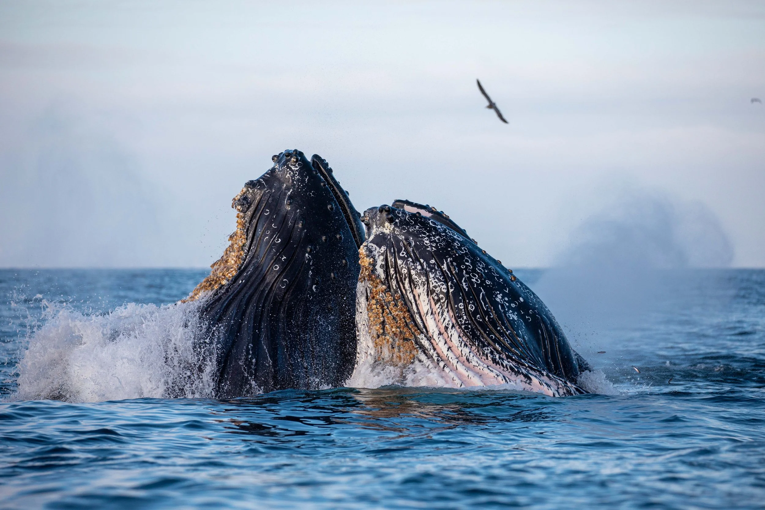 Humpback whales surface feeding outside of Moss landing in the submarine canyon