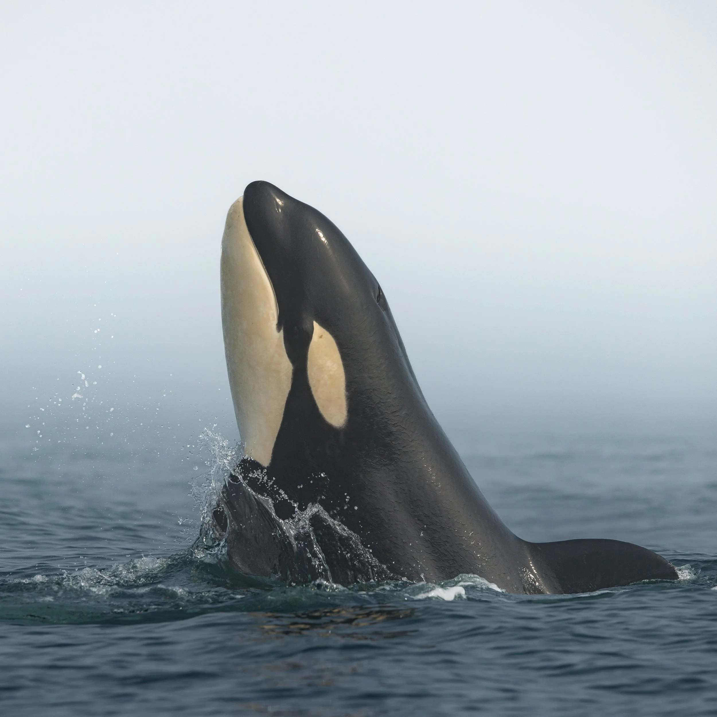 young Orca breaching the surface near Moss Landing