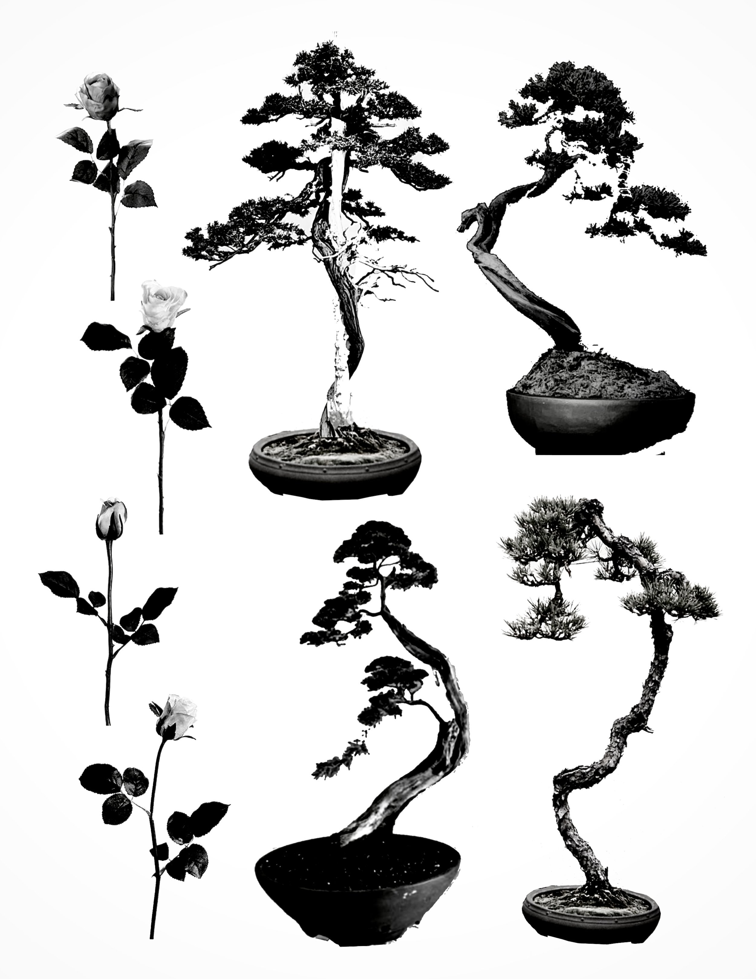Bonsai and Roses
