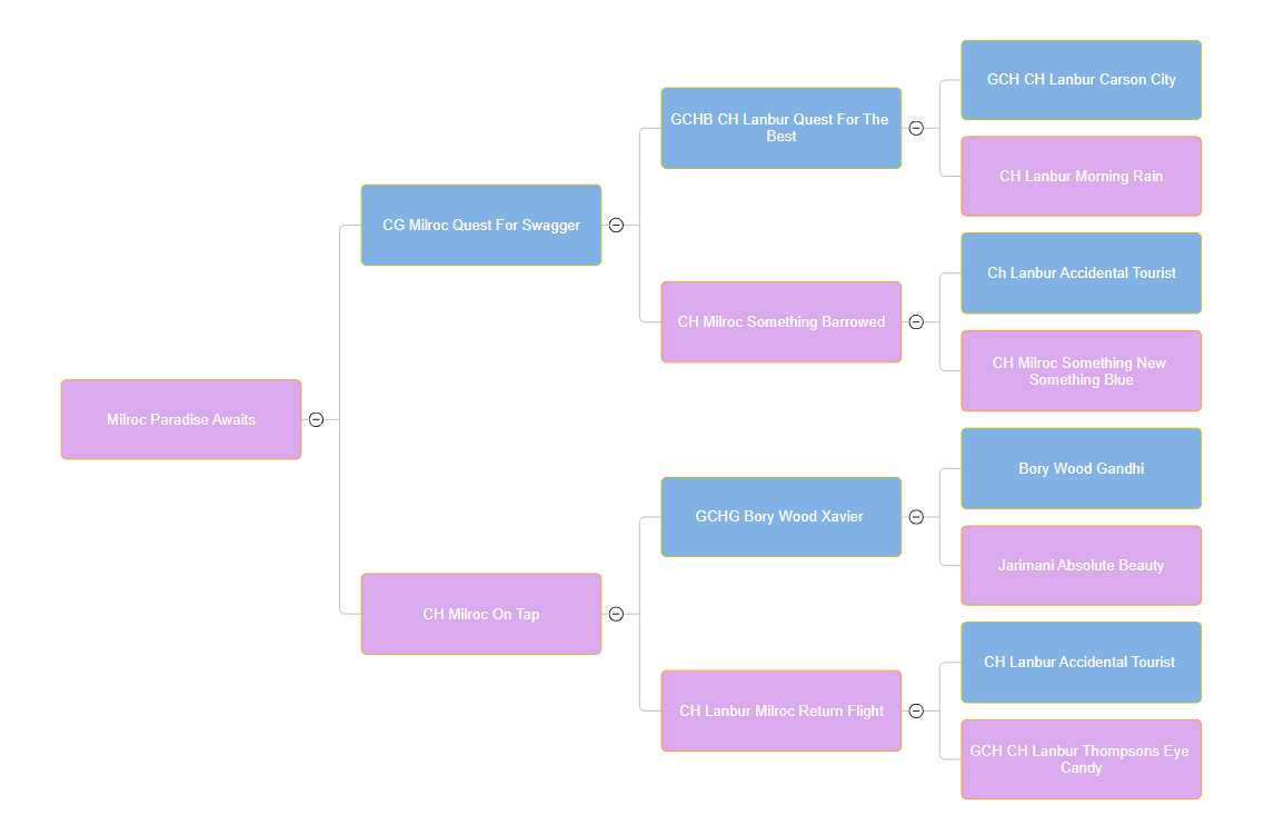 A family tree diagram with colored boxes representing different titles and categories related to Milroc Paradise Awaits, with branches leading to various dog or pet names and descriptions. Also denoting AKC Champion titles.