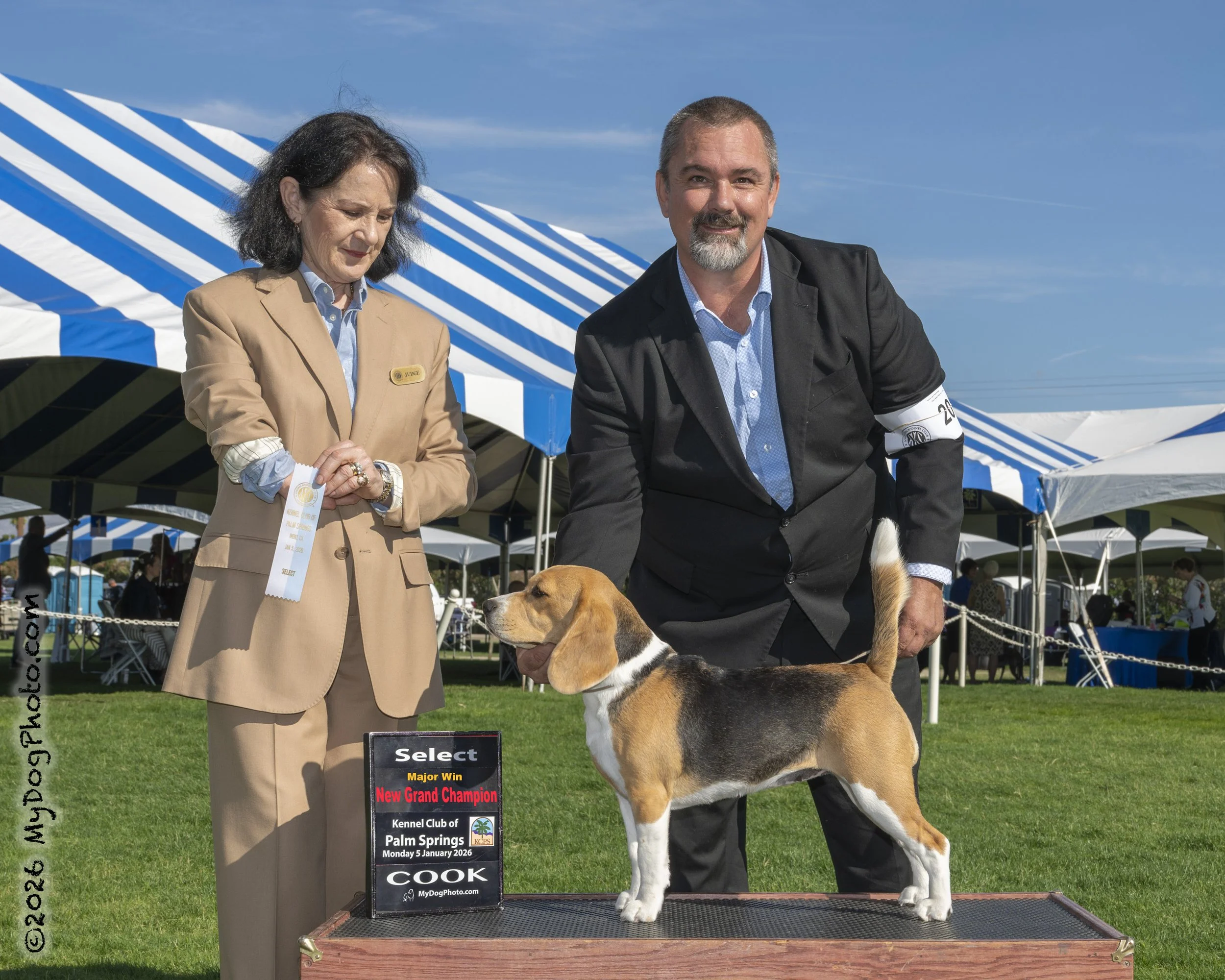 A beagle dog stands on a platform at a dog show, with a man and a woman holding a ribbon, under blue and white tents at outdoors. The sign on the platform indicates it is a new grand champion, with the event on January 5, 2026, at the Kennel Club of Palm Springs.