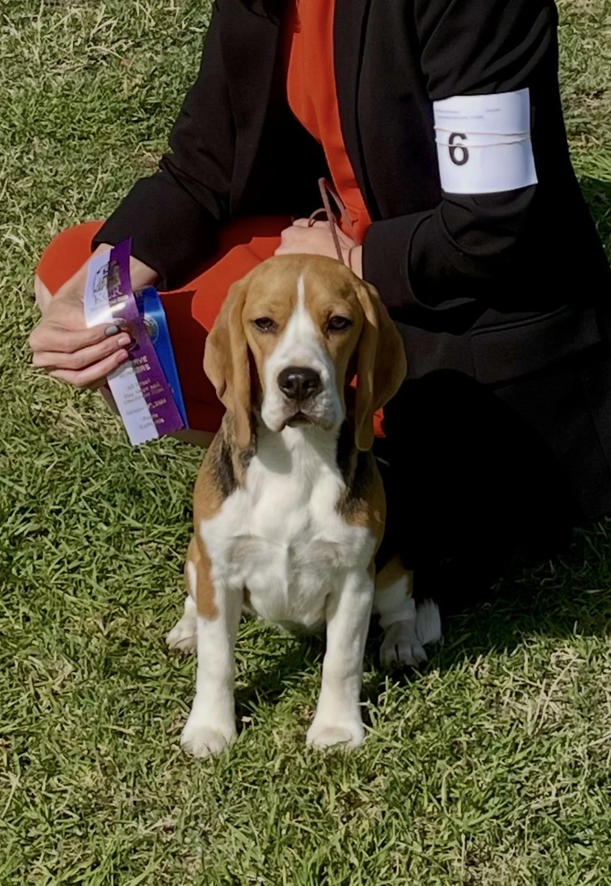 An AKC beagle puppy sitting on grass, a person kneeling beside it wearing an armband with the number 6, holding a ribbon or awards at a dog show or competition.